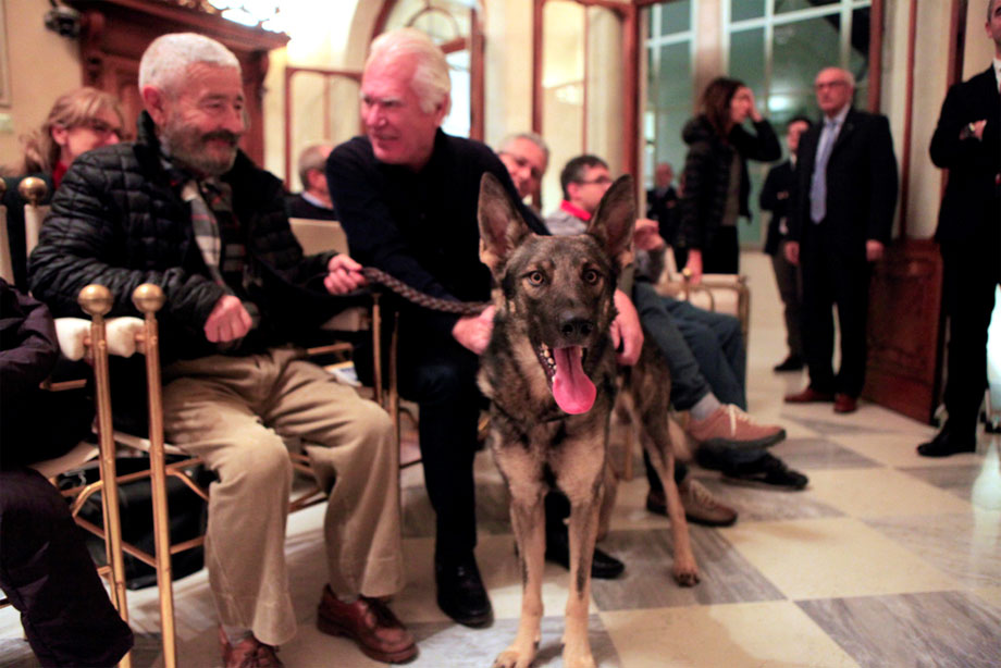 Il coraggio del lupo e l'affidabilità del pastore tedesco