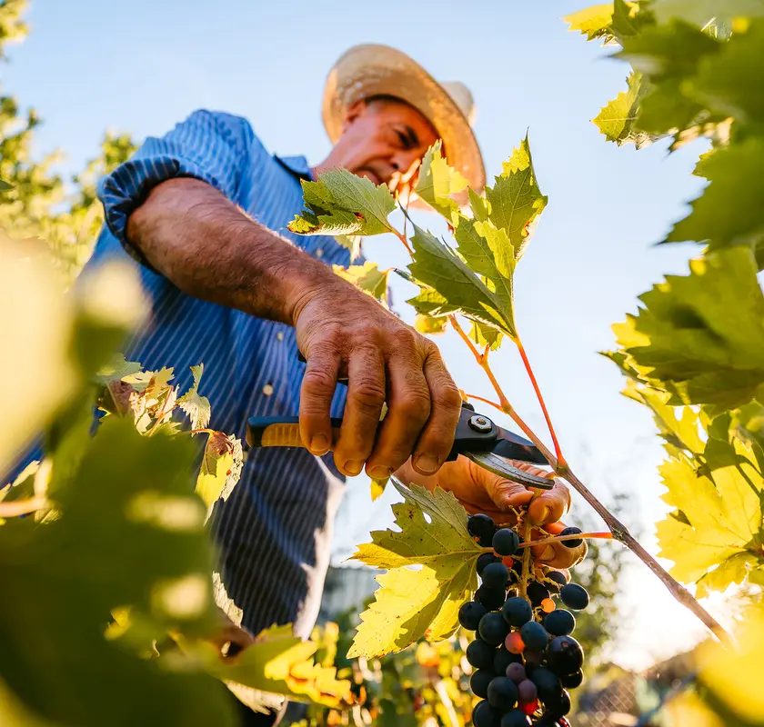 finanziamenti per l'agricoltura